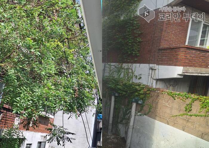 구월3동, 주민 안전 위협하던 위험 수목 제거