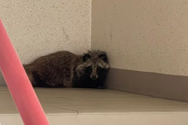 아파트 단지에 출몰한 너구리 가족… "절대 만지지 마세요" 아파트 단지에 출몰한 너구리 가족… "절대 만지지 마세요"