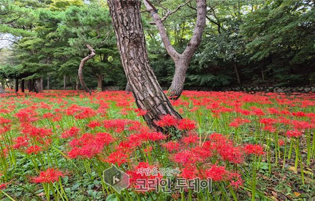 인천대공원, 추석 연휴 정상 개방… 가을 초화 만개로 시민 맞이 준비 완료