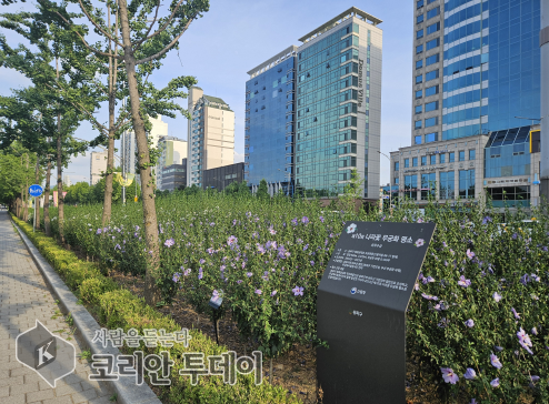 송파구, 한여름 도심 속 무궁화 꽃길 활짝