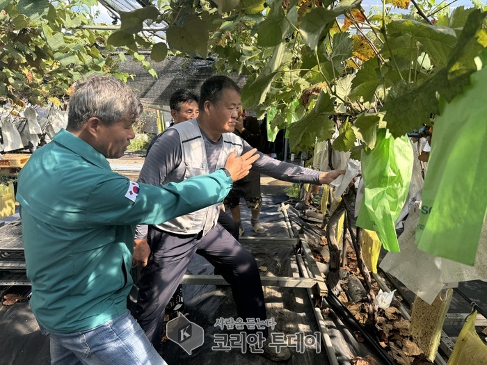 김포시, 고품질 김포포도 수확 본격화