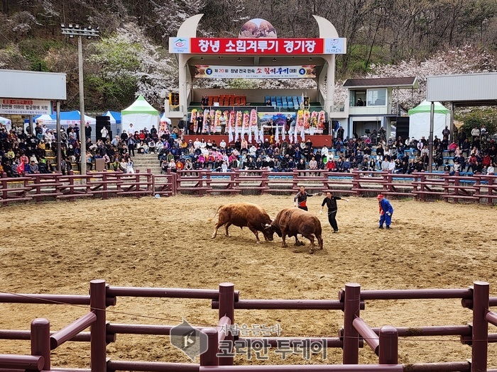 제25회 창녕 전국 상설 민속소힘겨루기대회 성대히 개최