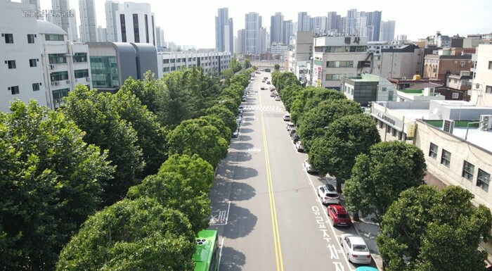 인하로 은행나무길 ‘2024년 전국 우수 관리 가로수길’ 선정