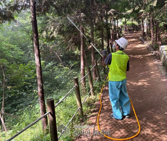 계양구, 여름철 산림병해충 ‘대벌레’ 확산 방지…계양산·천마산 선제 방제 완료