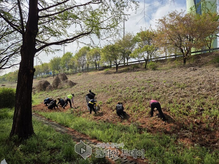 하남시, 생태계교란 식물 제거 나선다… 시민참여 봉사활동도 함께
