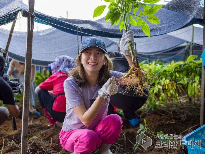 금산세계인삼축제 인삼캐기 체험, 외국인도 뜨거운 관심