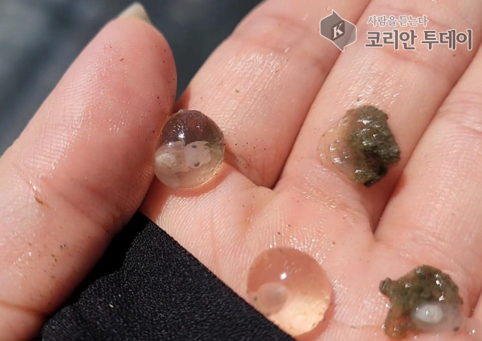 군산 앞바다에 어린 갑오징어 17만 마리 방류