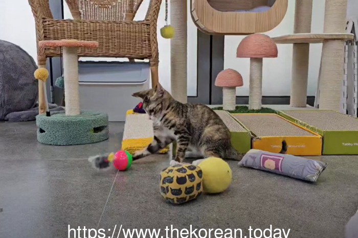 반려동물 복지공간 ‘구로댕냥이네’ 6월 25일 문 열어
