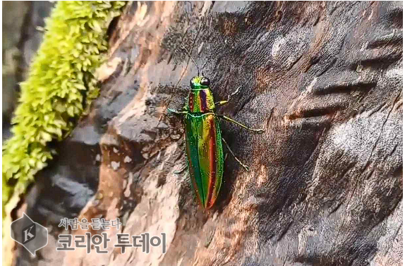 국립공원공단 자태 뽐내는 비단벌레 등 희귀 야생생물 영상 공개