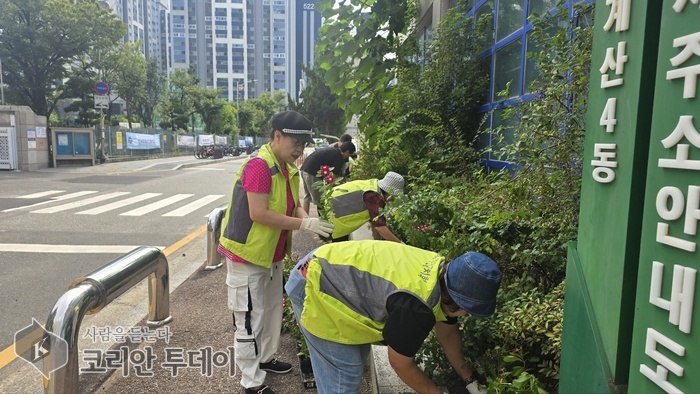 계산4동 주민자치회, 가을꽃 식재로 ‘꽃길’ 만들다