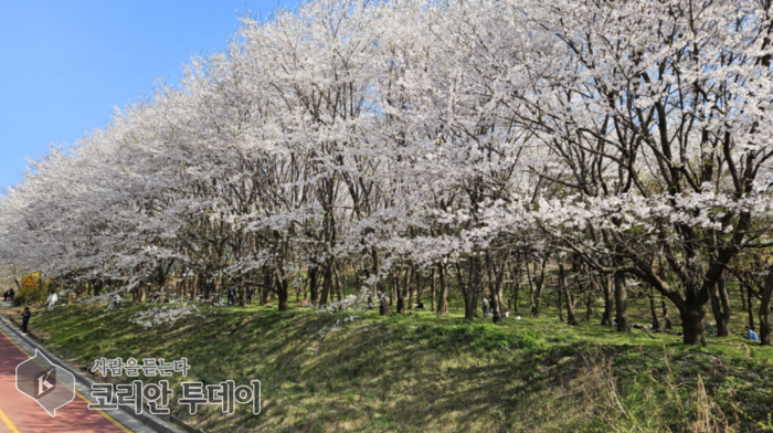 벚꽃명소 성라산 고양둥이동산, 봄나들이 인파 기대, 고양시