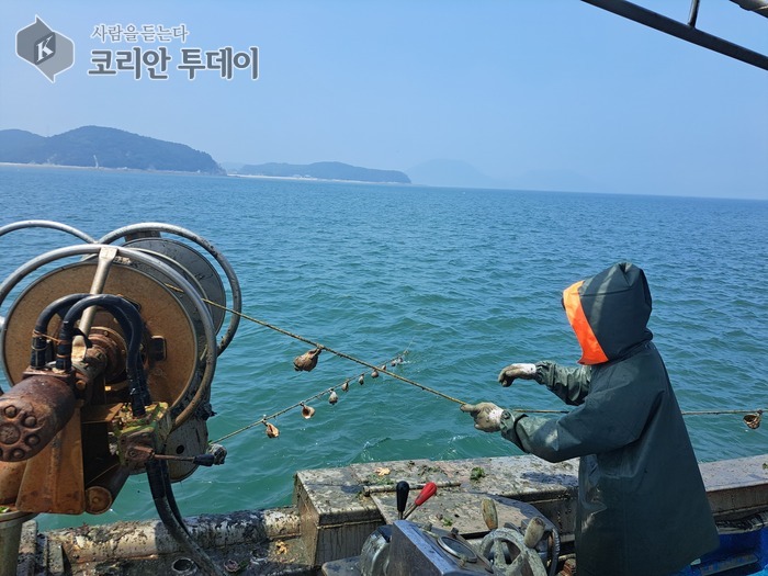 옹진군, 주꾸미 산란·서식장 조성으로 자원 회복 앞장