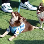 '노원 반함' 축제로 반려동물 복지에 앞장