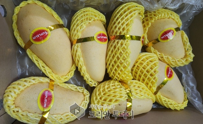 달콤한 인연, 망고 한 박스에 담긴 마음