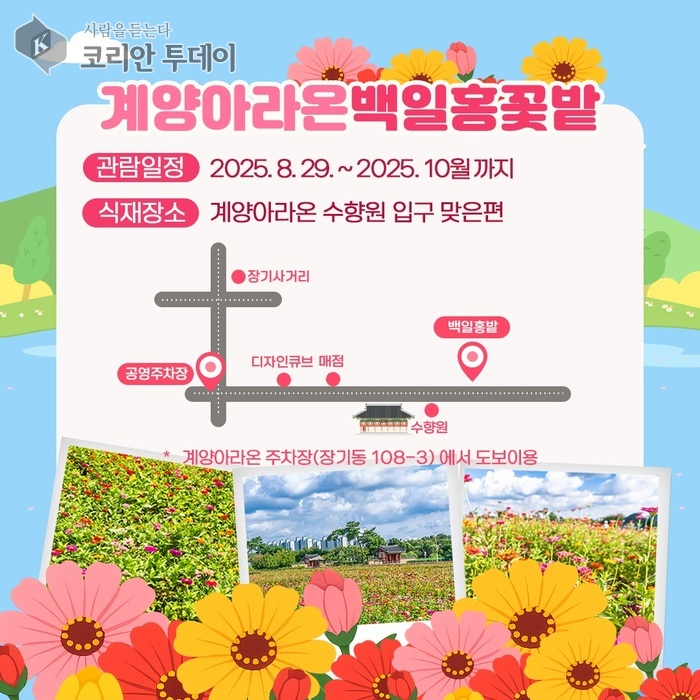 가을빛 물들어 가는 계양아라온, “백일홍 꽃밭으로 초대합니다”