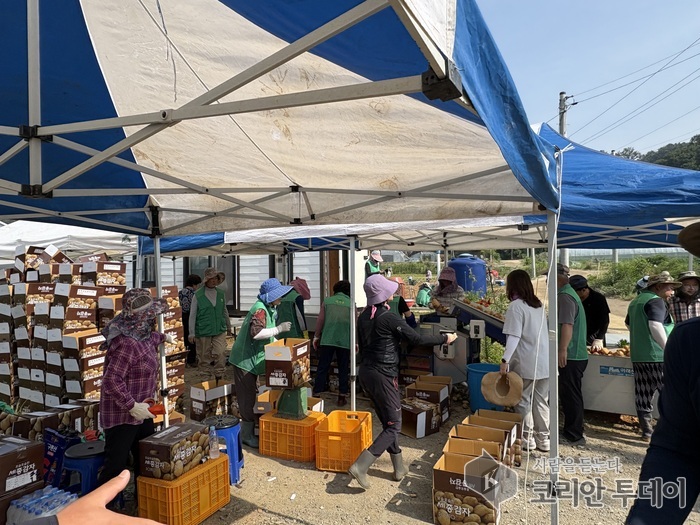 감자 수확으로 피어난 이웃사랑