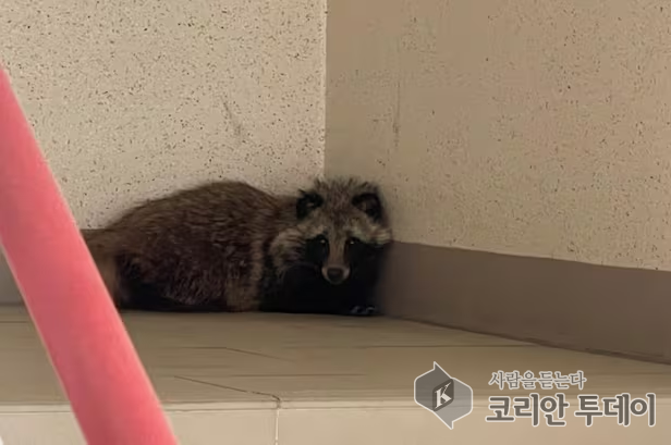 아파트 단지에 출몰한 너구리 가족… "절대 만지지 마세요"