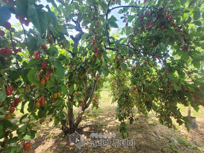 [포토뉴스] 내고장 6월은 익어가는계절!