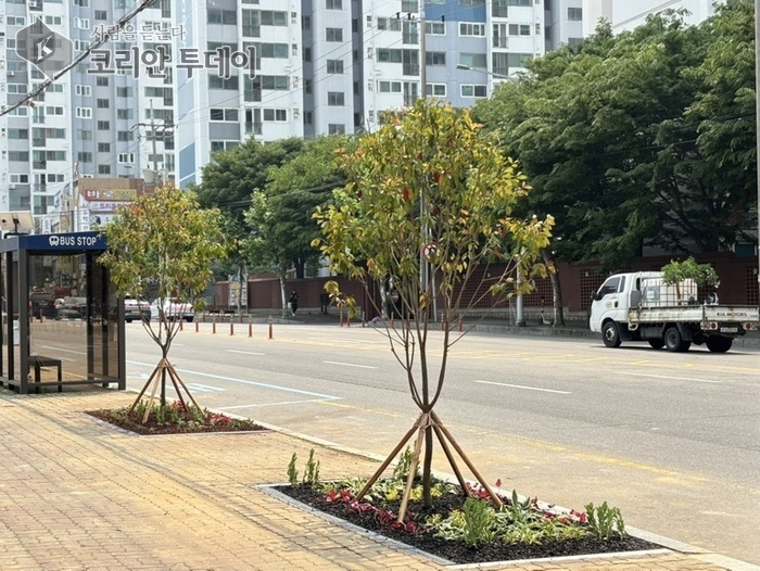 군산 백토로, 사계절 내내 푸른 도시정원으로 탈바꿈