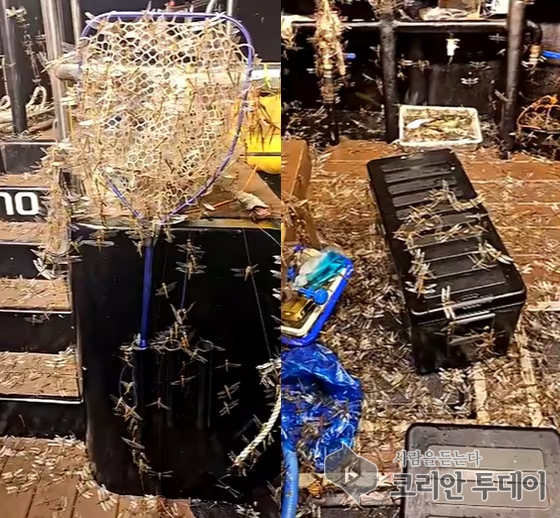 수천 마리 잠자리, 제주 바다 점령… 기후변화의 전령인가?