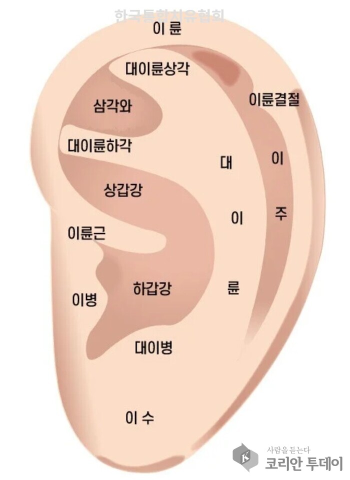 귀의 해부학적 구조와 전신 반사구 매핑