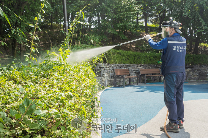여름철 불청객 ‘러브버그’ 확산 대비 친환경 방역…대응법 홍보도
