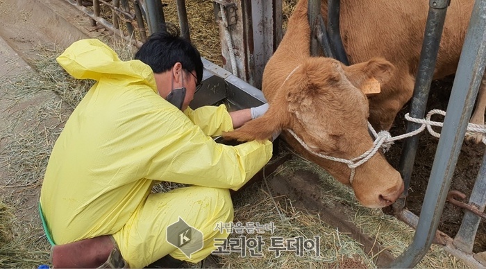 2024년 하반기 구제역 예방백신 일제 접종 실시