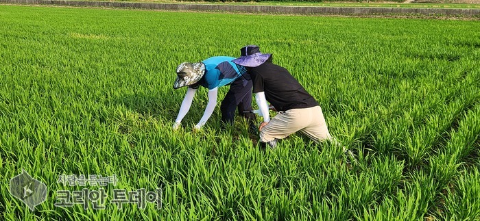 부안군, 벼 병해충 기본방제 돌입…12,000ha 논 선제 방제 추진